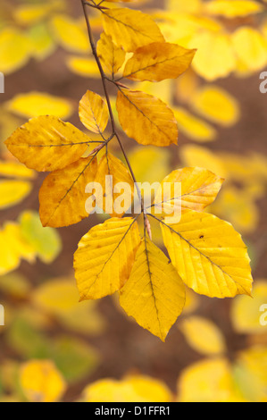 Common Beech [Fagus sylvatica] golden leaves in autumn. November. West Sussex, England, UK. Stock Photo