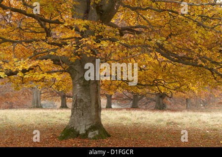 Common Beech [Fagus sylvatica] golden leaves in autumn. November. West Sussex, England, UK. Stock Photo