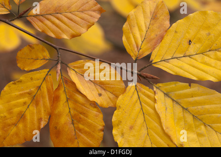 Common Beech [Fagus sylvatica] golden leaves in autumn. November. West Sussex, England, UK. Stock Photo