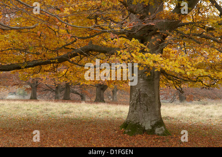 Common Beech [Fagus sylvatica] golden leaves in autumn. November. West Sussex, England, UK. Stock Photo