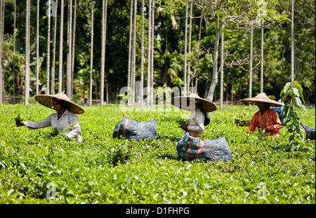 Tea leaf harvesters at work on a tea plantation near the town of Jorhat, Assam, north east India. Stock Photo