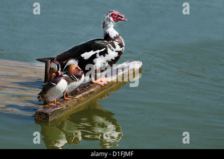 Exotic ducks on the riverside. Domesticated Muscovy duck (Cairina moschata) and a pair of Mandarin ducks (Aix galericulata). Stock Photo