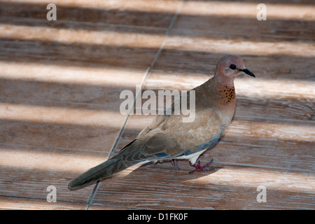 Wild brown pigeon (Columba livia) on tile surface Stock Photo