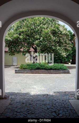 Blooming plane tree in courtyard house arch Stock Photo