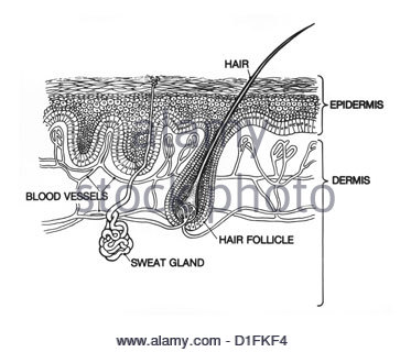 Illustration of skin structure Stock Photo: 31086870 - Alamy