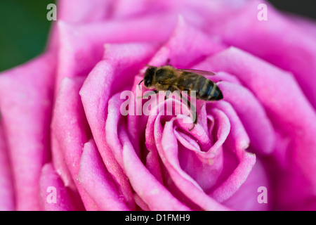 Purple rose and bee at spring Stock Photo