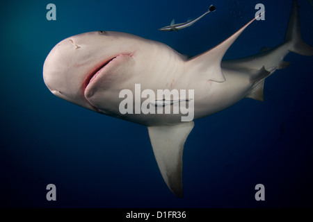 Bull Shark Stock Photo