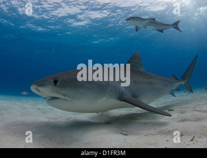 Tiger Shark and Cobia Stock Photo