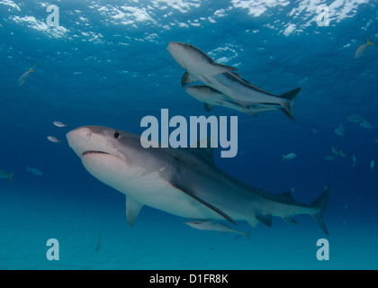 Tiger Shark and Cobia Stock Photo