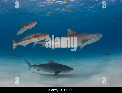 Tiger Sharks and Cobia Stock Photo