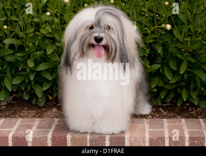 Havanese in front of flowers Stock Photo