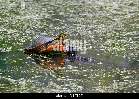 Western Painted Turtle Stock Photo
