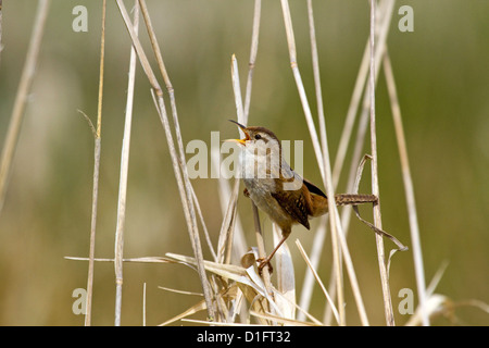 Marsh Wren Stock Photo