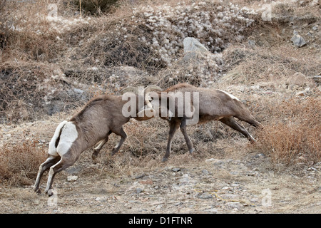 Two bighorn sheep (Ovis canadensis) rams butting heads, Clear Creek County, Colorado, United States of America, North America Stock Photo