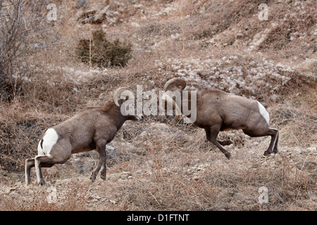 Two bighorn sheep (Ovis canadensis) rams butting heads during the rut, Clear Creek County, Colorado, United States of America Stock Photo