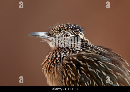 Greater roadrunner (Geococcyx californianus) in captivity, Living Desert Zoo And Gardens State Park, New Mexico, USA Stock Photo