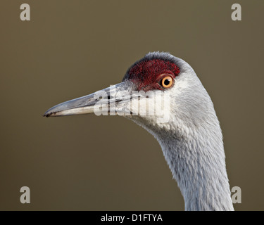 Sandhill crane (Grus canadensis), Yellowstone National Park, Wyoming, United States of America, North America Stock Photo