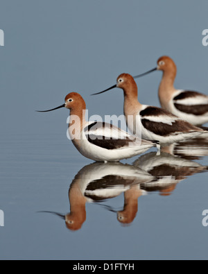 Three American avocet (Recurvirostra americana), Yellowstone National Park, Wyoming, United States of America, North America Stock Photo