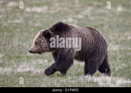 Grizzly Bear (Ursus arctos horribilis) walking, Yellowstone National Park, Wyoming, United States of America, North America Stock Photo