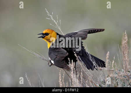 Male yellow-headed blackbird (Xanthocephalus xanthocephalus) dislaying, Yellowstone National Park, Wyoming, USA Stock Photo