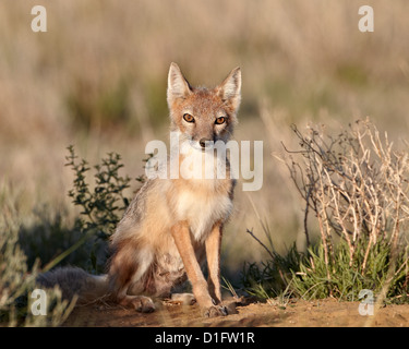 Swift fox (Vulpes velox) vixen at her den, Pawnee National Grassland, Colorado, United States of America, North America Stock Photo