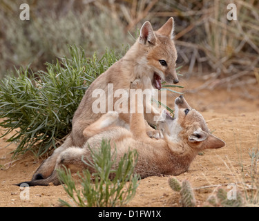 Swift fox (Vulpes velox) kits playing, Pawnee National Grassland, Colorado, United States of America, North America Stock Photo