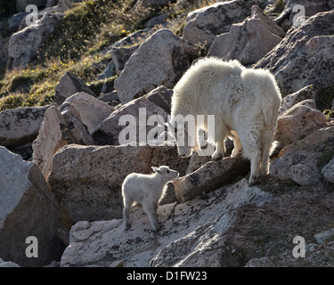 Mountain goat (Oreamnos americanus) nanny and kid, Mount Evans, Arapaho-Roosevelt National Forest, Colorado, USA Stock Photo