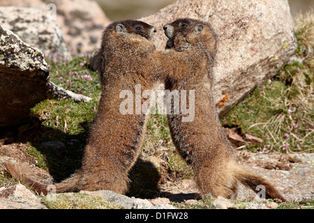 Two yellow-bellied marmot (Marmota flaviventris) sparring, Mount Evans, Arapaho-Roosevelt National Forest, Colorado, USA Stock Photo