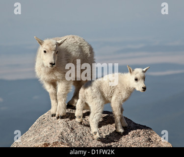 Mountain goat (Oreamnos americanus) kids, Mount Evans, Arapaho-Roosevelt National Forest, Colorado, United States of America Stock Photo