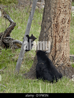 Black bear (Ursus americanus) sow and cub-of-the-year coming down from a tree, Yellowstone National Park, Wyoming, USA Stock Photo