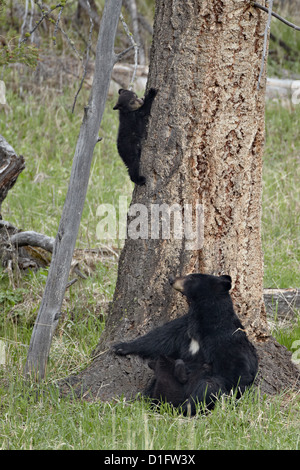 Black bear (Ursus americanus) sow and two cubs, Yellowstone National Park, Wyoming, USA Stock Photo