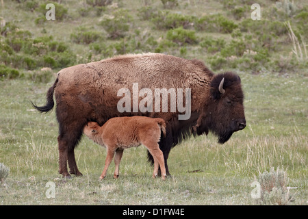 Bison (Bison bison) cow nursing her calf, Yellowstone National Park, Wyoming, United States of America, North America Stock Photo