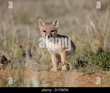 Swift fox (Vulpes velox) kit, Pawnee National Grassland, Colorado, United States of America, North America Stock Photo