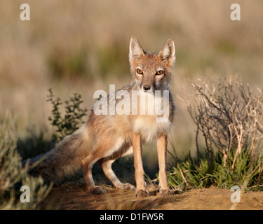 Swift fox (Vulpes velox), Pawnee National Grassland, Colorado, United States of America, North America Stock Photo