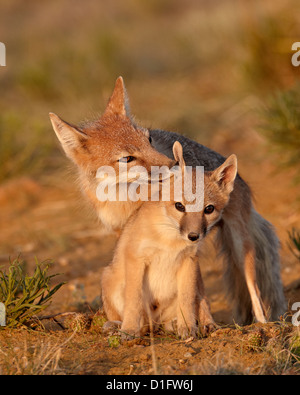 Swift fox (Vulpes velox) vixen grooming a kit, Pawnee National Grassland, Colorado, United States of America, North America Stock Photo