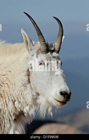 Mountain goat (Oreamnos americanus) nanny, Mount Evans, Arapaho-Roosevelt National Forest, Colorado, United States of America Stock Photo