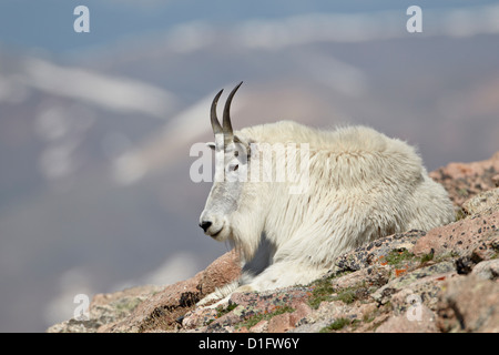 Mountain goat (Oreamnos americanus) nanny resting, Mount Evans, Arapaho-Roosevelt National Forest, Colorado, USA Stock Photo