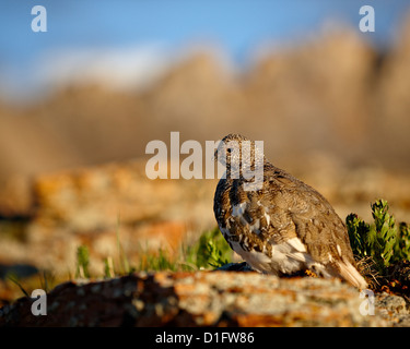 White-tailed ptarmigan (Lagopus leucurus) in summer plumage, San Juan National Forest, Colorado, United States of America Stock Photo