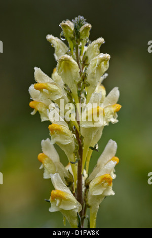Butter-and-eggs (common toadflax) (yellow toadflax) (Linaria vulgaris), San Juan National Forest, Colorado, USA Stock Photo