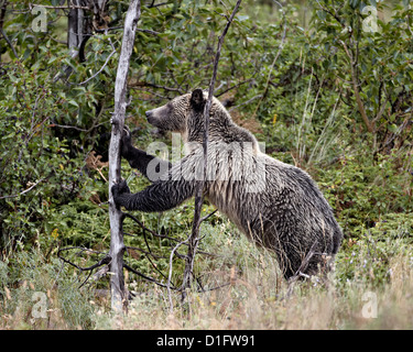 Grizzly bear (Ursus arctos horribilis) pushing over a dead tree, Glacier National Park, Montana, United States of America Stock Photo