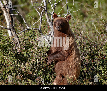 Cinnamon black bear (Ursus americanus) sow and cub of the year, Glacier National Park, Montana, United States of America Stock Photo