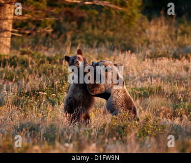 Two sub-adult grizzly bears (Ursus arctos horribilis), Glacier National Park, Montana, United States of America, North America Stock Photo