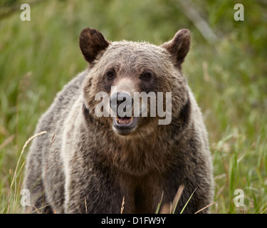 Grizzly bear (Ursus arctos horribilis), Glacier National Park, Montana, United States of America, North America Stock Photo