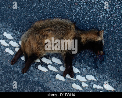 killed racoon dog on the road Stock Photo