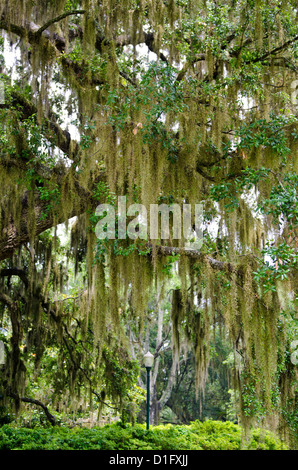 Spanish moss, Orlando, Florida, United States of America, North America Stock Photo