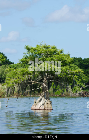 Young cyprus tree, Everglades, UNESCO World Heritage Site, Florida, United States of America, North America