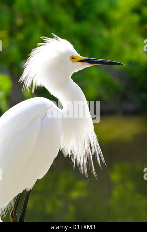 Snowy egret (Egretta thula), Everglades, Florida, United States of America, North America Stock Photo