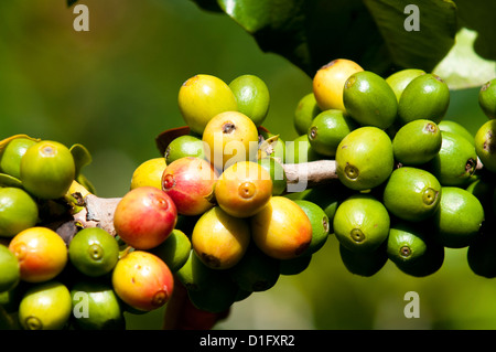 Coffee growing, Santiago Atitlan, Guatemala, Central America Stock Photo