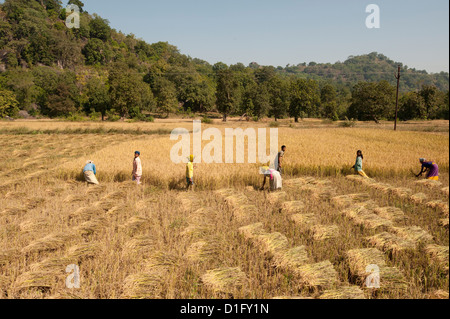 Villagers harvesting fields of rice, Orissa, India, Asia Stock Photo