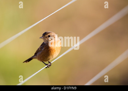 Female stonechat (Saxicola torquata), London, UK, winter Stock Photo